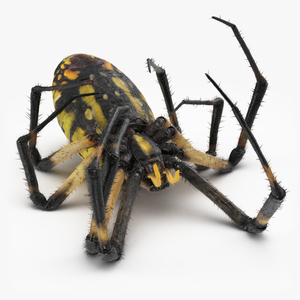 3D model Dead Corn Spider with Fur