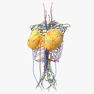 3D Female Breast Anatomy