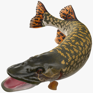 3D Pike Fish Jump Out Pose model