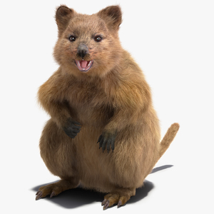 3D Quokka Kangaroo Rigged Fur