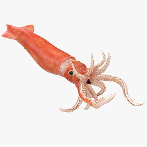 3D Doryteuthis Plei Arrow Squid model