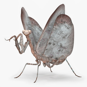 Praying Mantis Insect Fur Rigged 3D