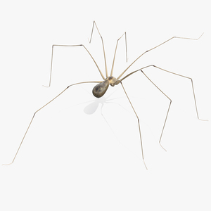 3D model Long-legged House Spider Rigged for Maya