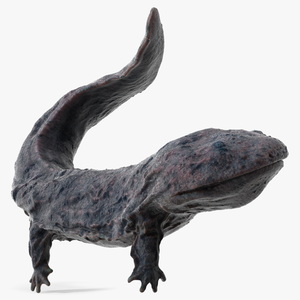 Giant Salamander Dark Wet Swimming 3D model