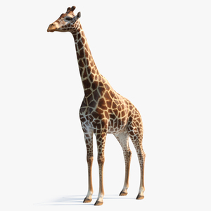 3D model African Giraffe