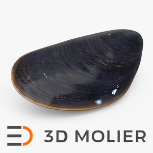 Realistic Marine Mussel Shell 3D model