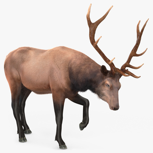 3D model Wapiti with Fur