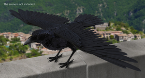 Common Raven Rigged 3D model