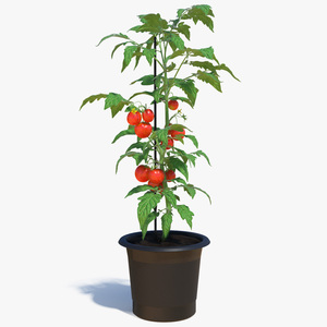 3D Ripe Tomatoes Fruits and Flowers in Pot Fur model