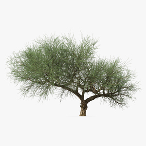 Olea Europaea or Olive Tree 3D