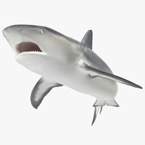 Great White Shark 2 3D model