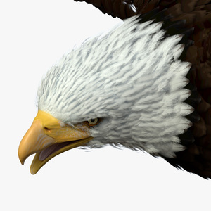 Flying Bald Eagle 3D