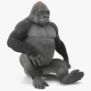 3D Gorilla Western Lowland Sitting Pose