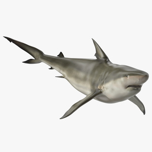 3D Pigeye Shark or Java Shark Rigged model