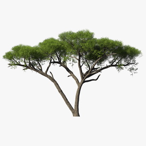 African Acacia Tree 3D model