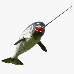 3D Narwhal Toothed Whale