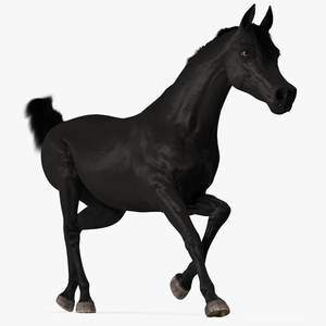 3D Galloping Arabian Horse Black Fur model