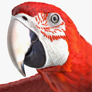 3D Red and Green Macaw Parrot Rigged model