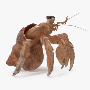 Hermit Crab Standing Pose with Fur 3D model