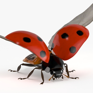 Realistic Flying Ladybug 3D model