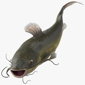 Channel Catfish Swimming Pose 3D model