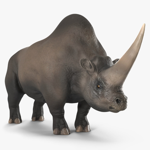 Elasmotherium Rigged for Cinema 4D 3D model