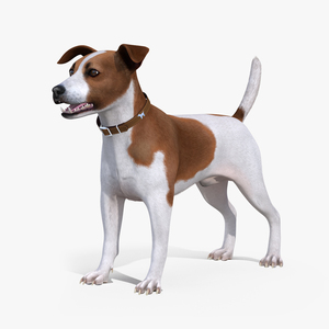 Jack Russell Terrier Spotted Fur 3D