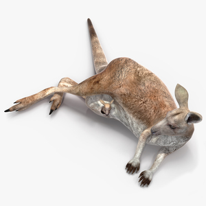 3D Mother Kangaroo with Baby Lying