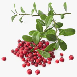 3D Pile of Cranberries with Branches model