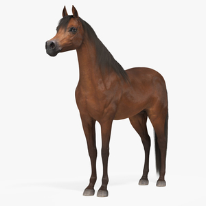 3D Arabian Horse Brown Fur model