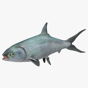 3D model Milkfish