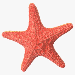 3D Starfish Red Fur