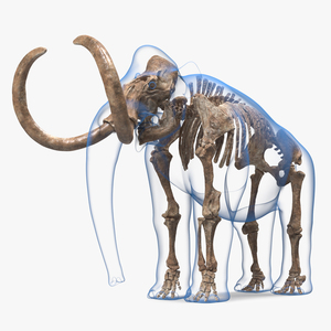 Adult Mammoth Old Skeleton Shell Rigged 3D model