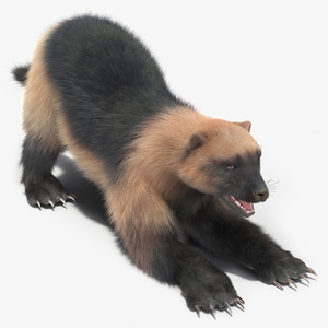 Wolverine Prepares Attack Pose Fur 3D model