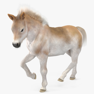 Realistic Shetland Pony Fur Rigged 3D model