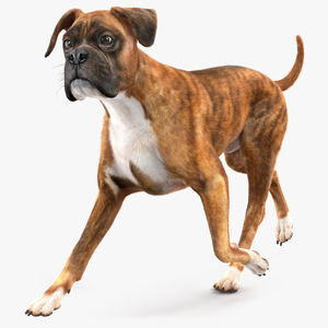 3D model Running Dog Boxer Tiger Colored Fur