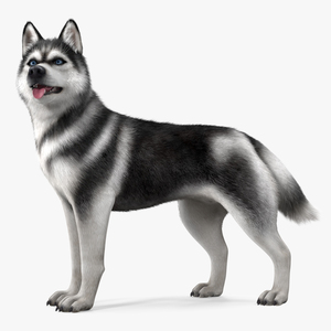 3D Siberian Husky Black Standing Pose Fur model