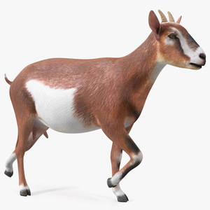 Walking Goat 3D