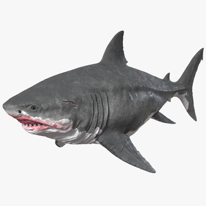 Megalodon 3D model