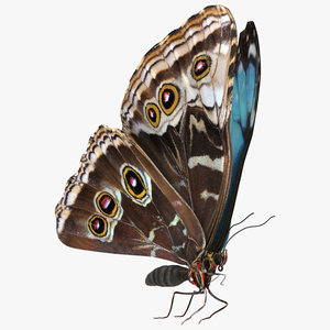 Animated Morpho Peleides Butterfly Flies Rigged 3D