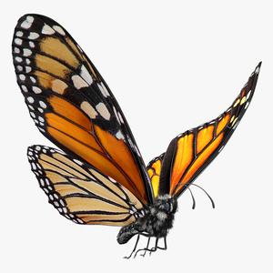 Animated Flight Monarch Butterfly Fur Rigged 3D model