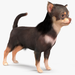 Chihuahua Dog with Fur 3D