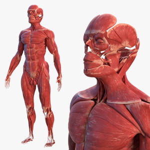 3D model Male Muscular System Full Body