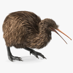 3D Kiwi Bird Walk Pose Fur model