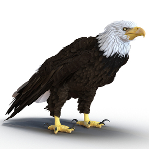 Bald Eagle Pose 5 3D