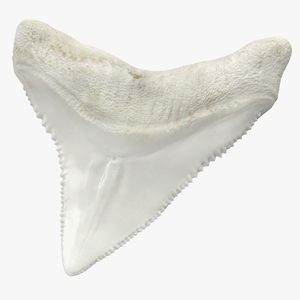 3D model Shark Teeth Carcharodon Angustidens