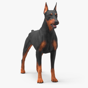 3D Doberman Pinscher Dog