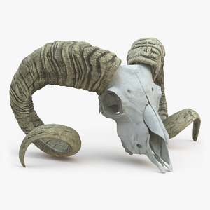 Old Ram Skull with Twisted Horns 3D