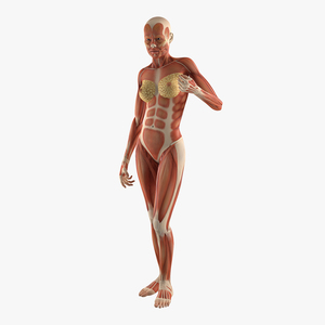 3D Female Human Muscles Anatomy model