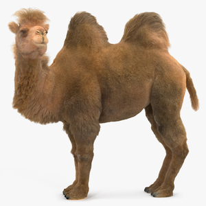 Bactrian Camel Standing Pose Fur 3D